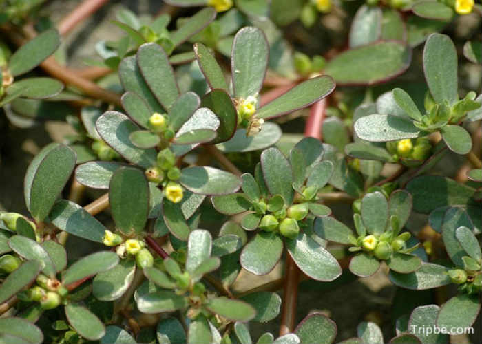 马齿苋 识别要点: 又名马齿菜.肉质,茎伏卧,深