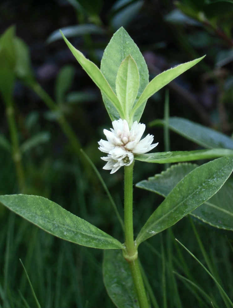 空心莲子草茎横切面图片